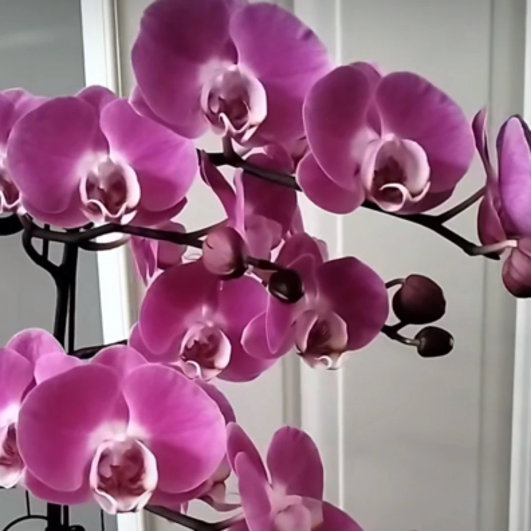 【老苗百乐蝴蝶兰3.0杯】带花发货兰花