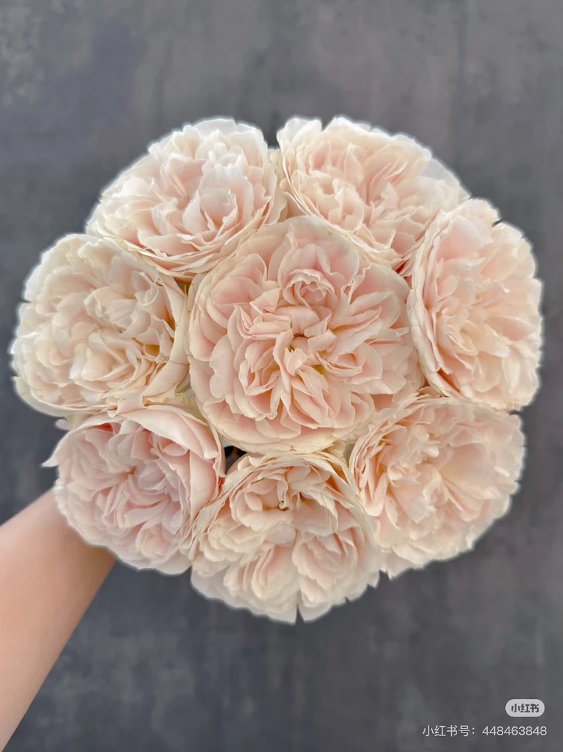 奶茶单头玫瑰20支2单顺丰包邮