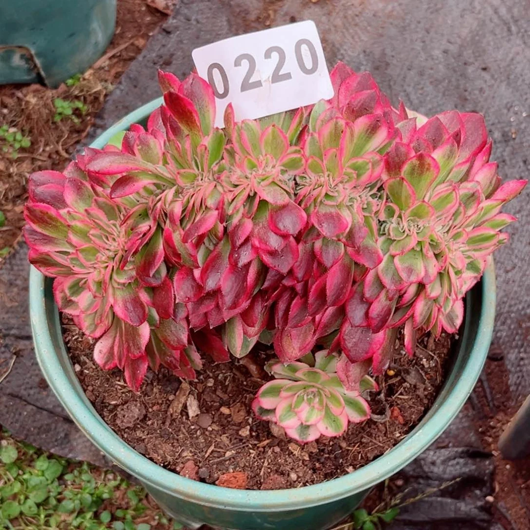 荔枝缀多肉特价发货