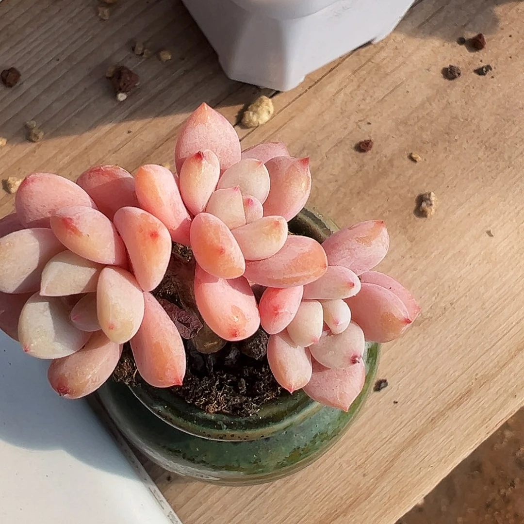 茶*星星雪小树，茶酱