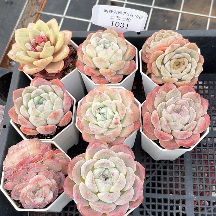 薇薇安园艺多肉1031