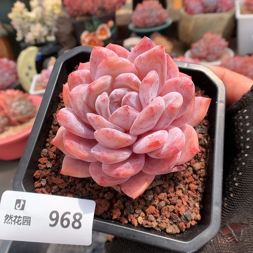 968雪天使多肉植物6663