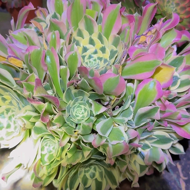 精品白凤老桩捧花亏本福利