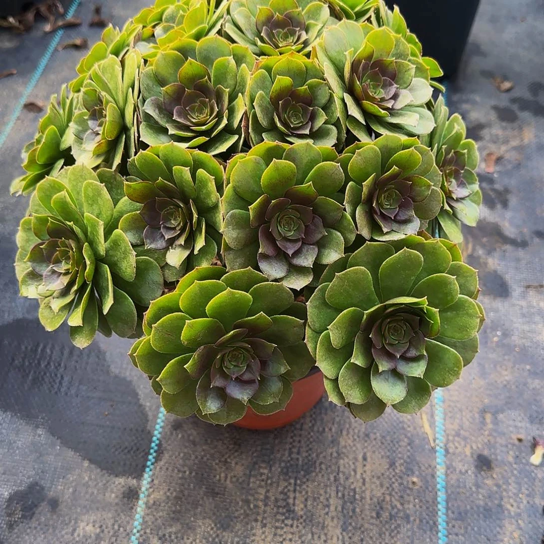 多肉植物红心万圣节