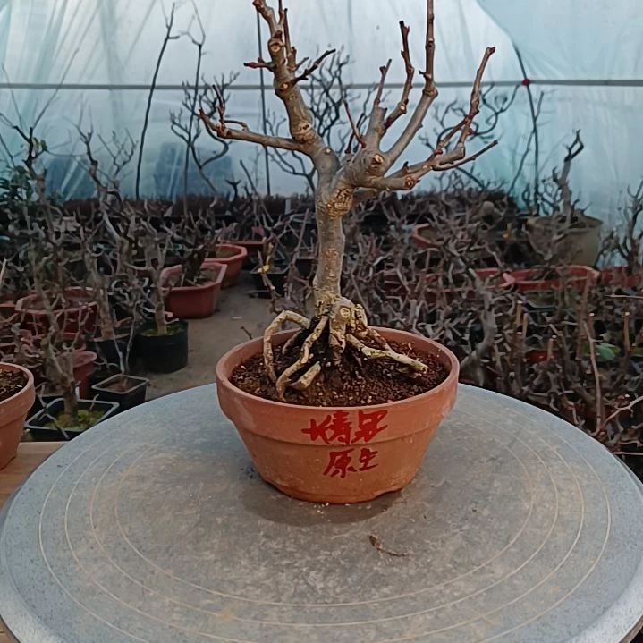 当前无花朵，栽培后可花朵