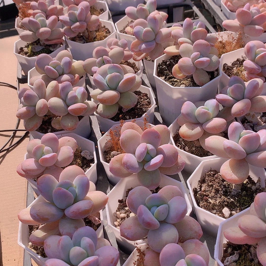 两颗雪美人235778899900