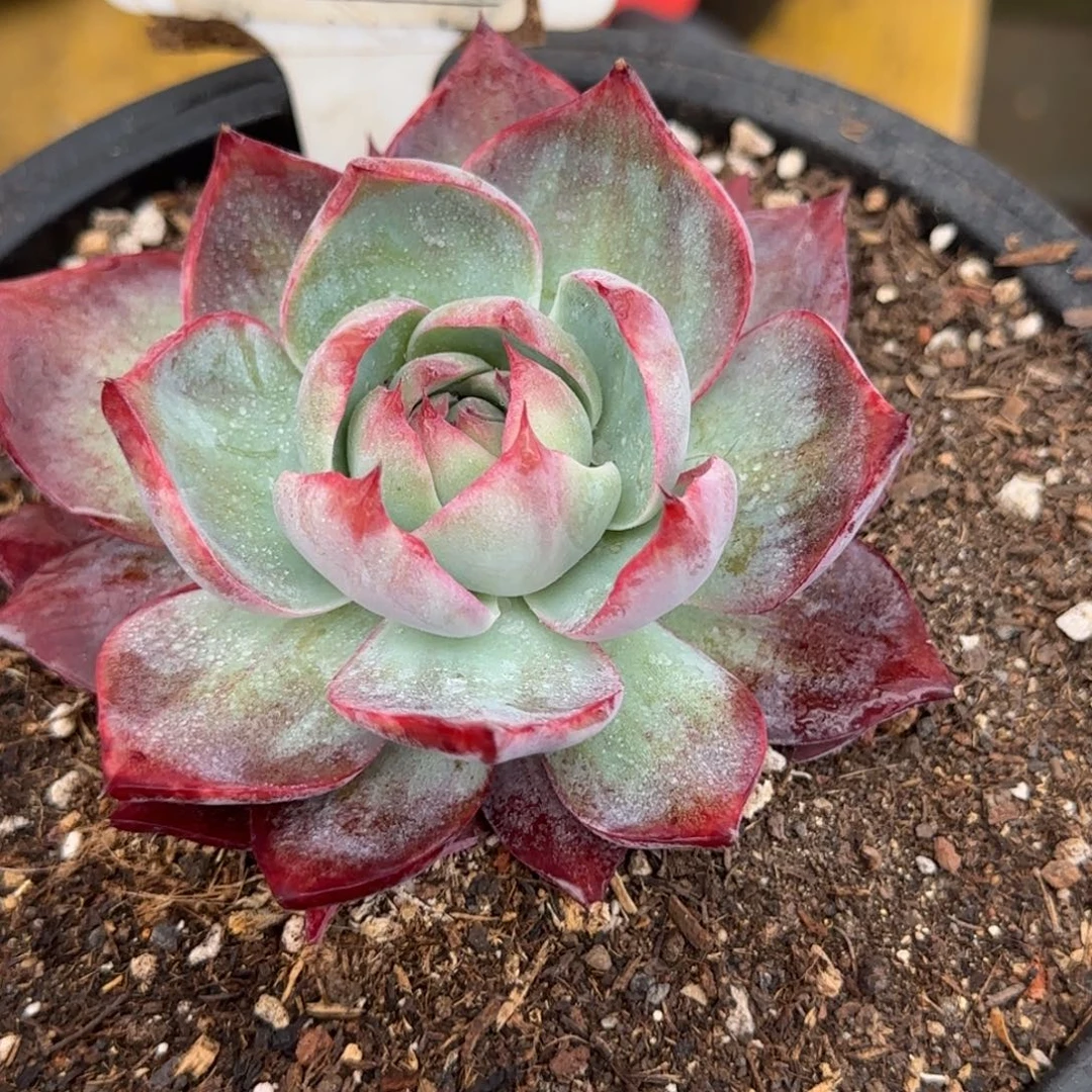 惊鸿一物一拍包装收缩花旱849