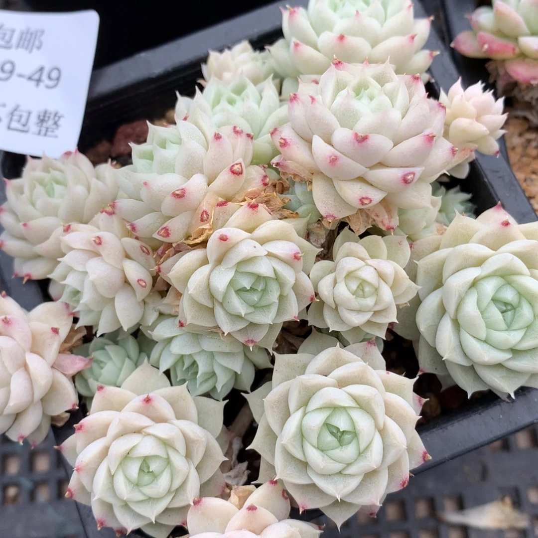 云****啦0309-49 麦杆优选