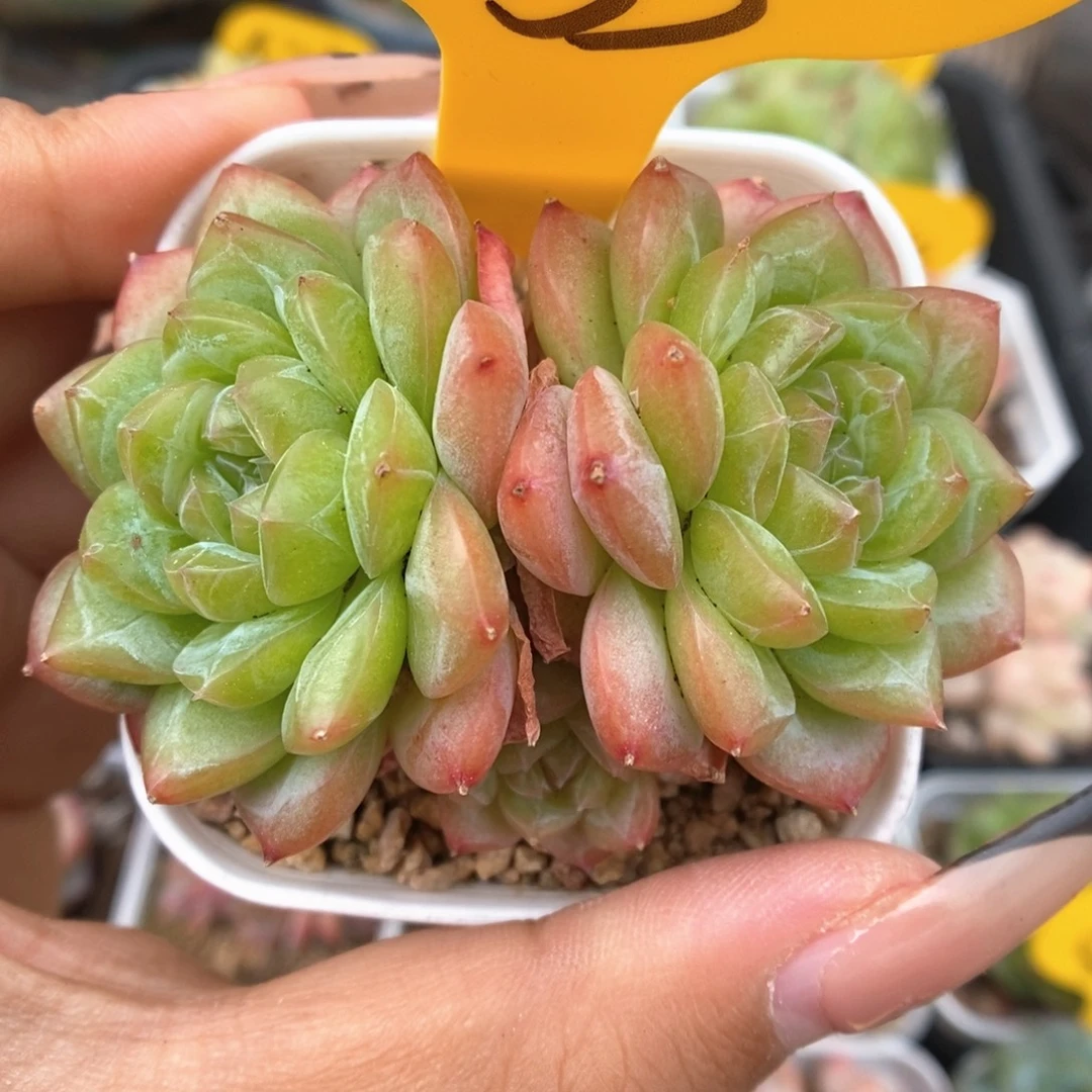绿芙蓉群生可拍933号。