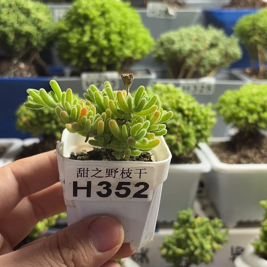 思***.冰川枝干番杏352。