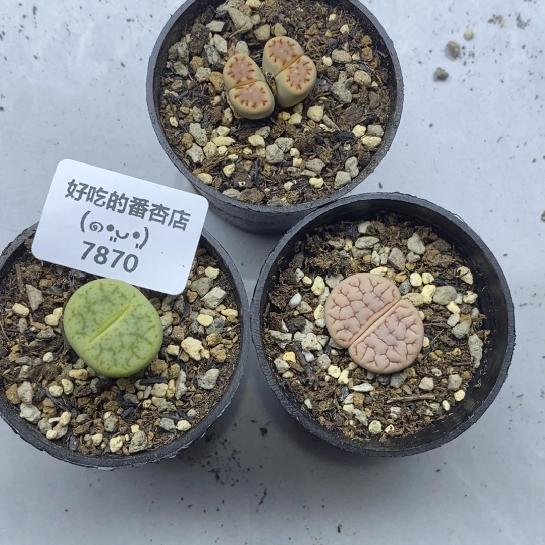 少***s7870。默认脱土。18包邮。偏远88包邮