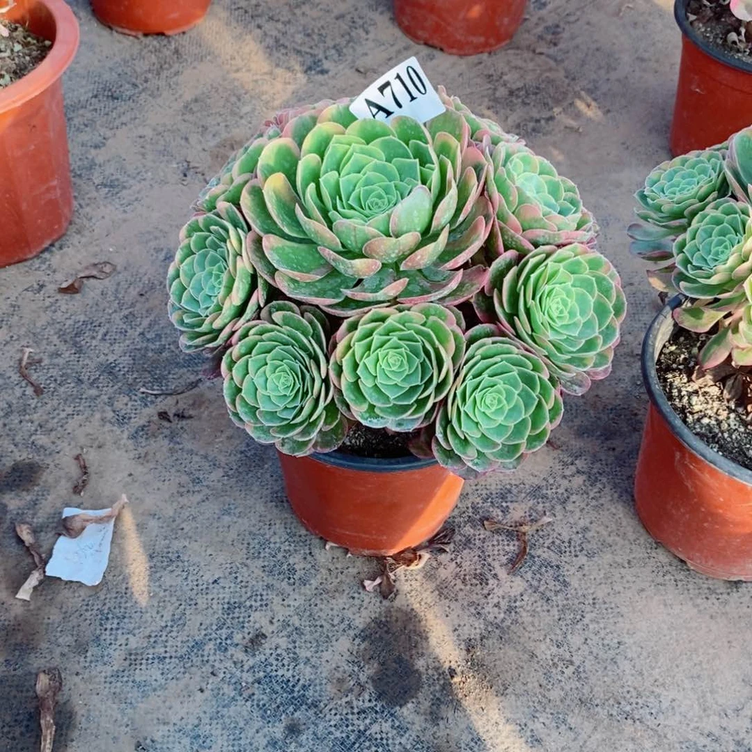 五***姐嫩桩奶白锦710多肉法师