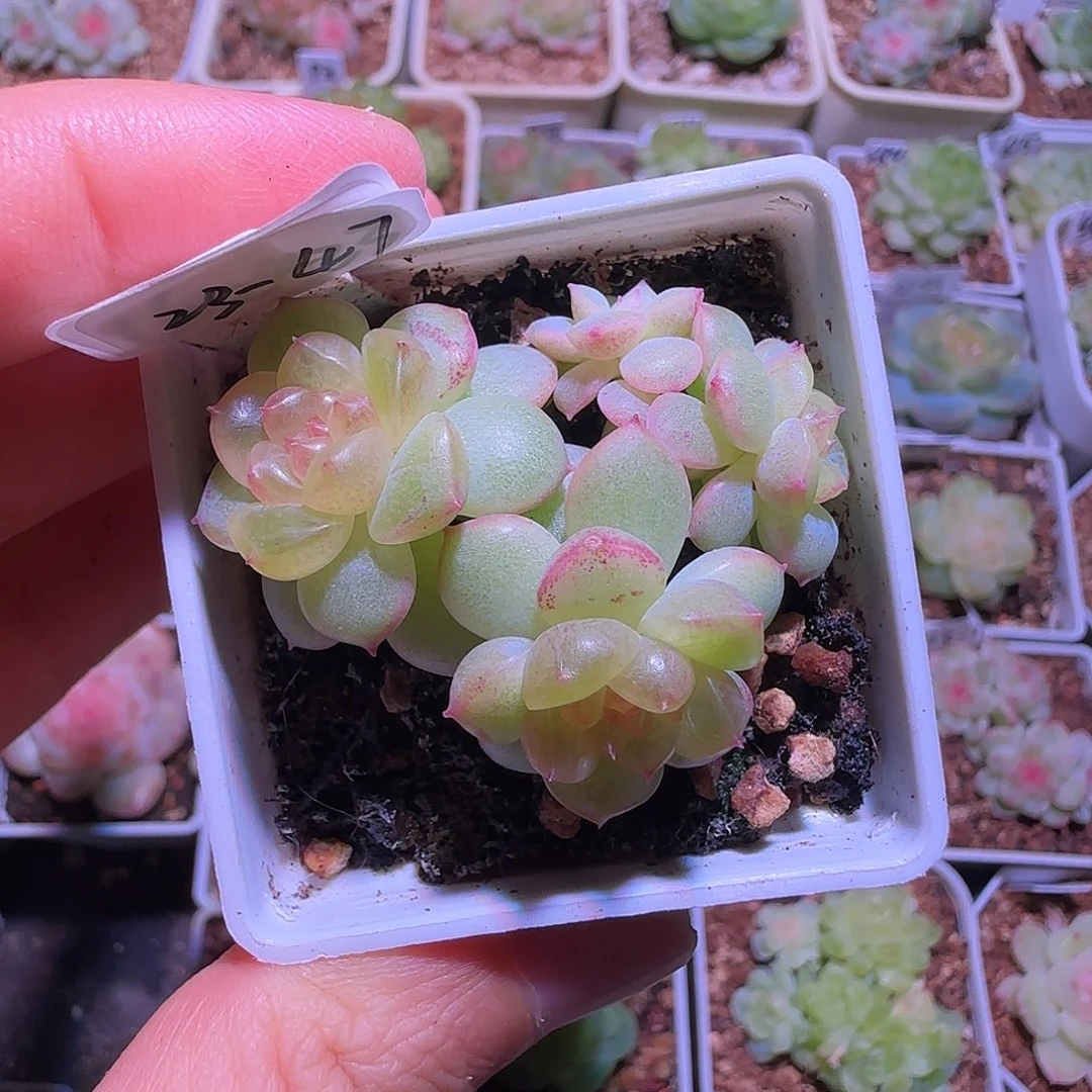 23-47福利甜心云间四头带崽