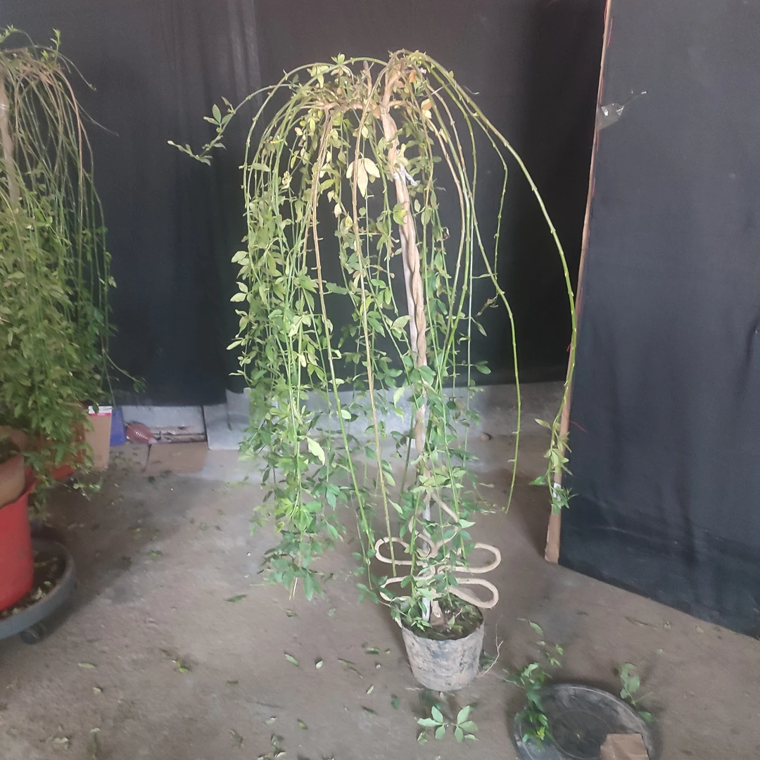 高杆垂均探春花莲花盆景