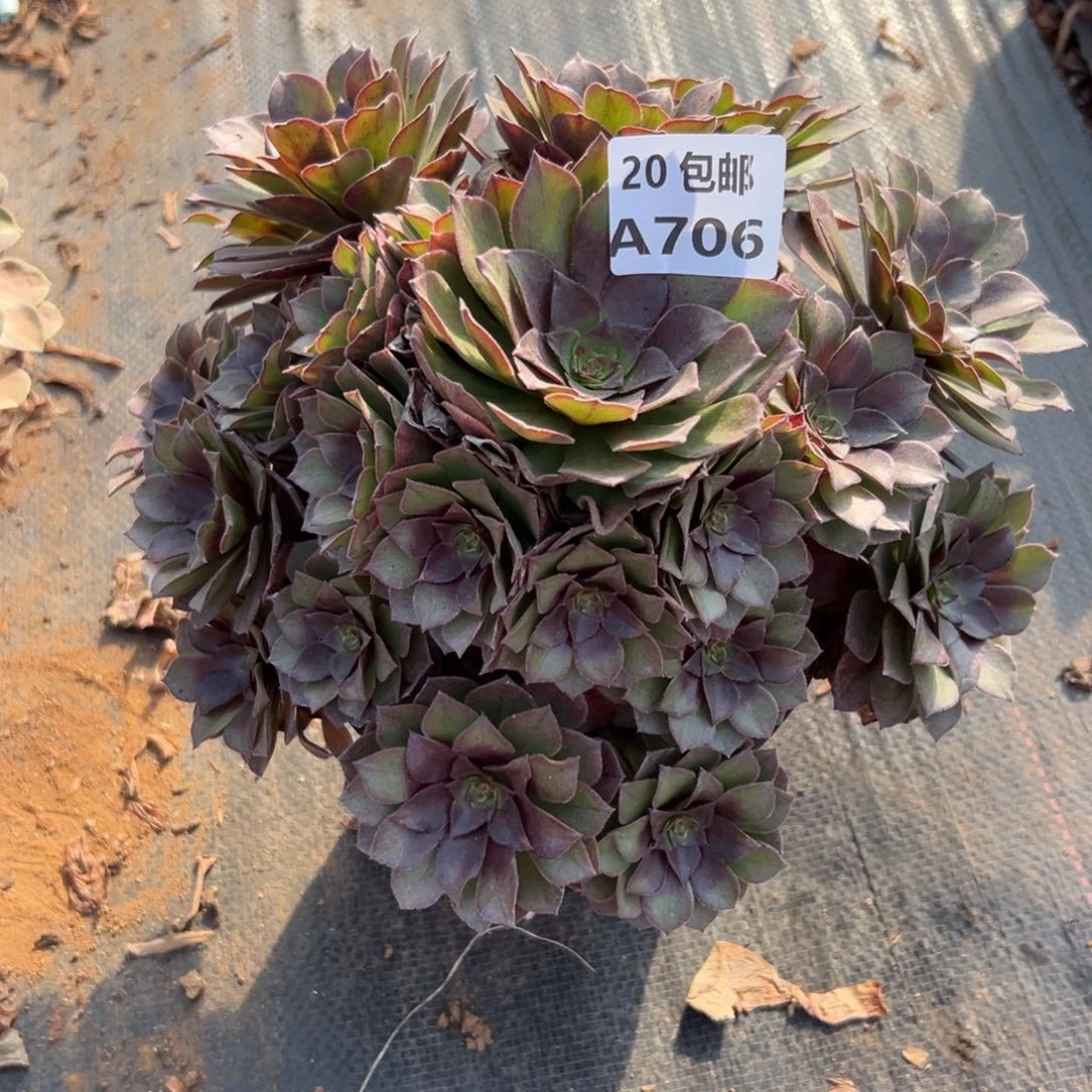 706桃花石，多肉法师