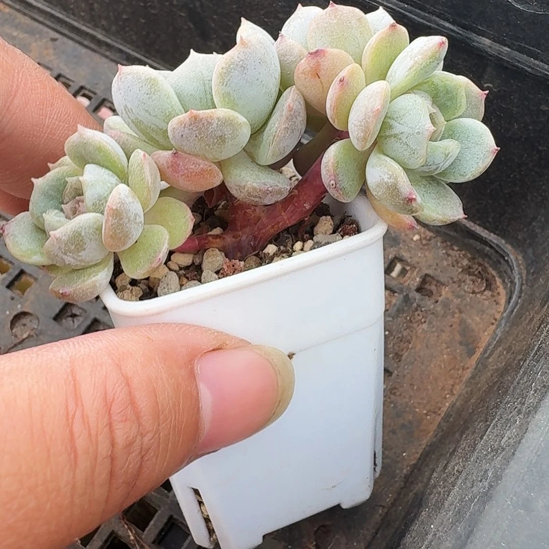 快****?格格专拍白色恋人小树