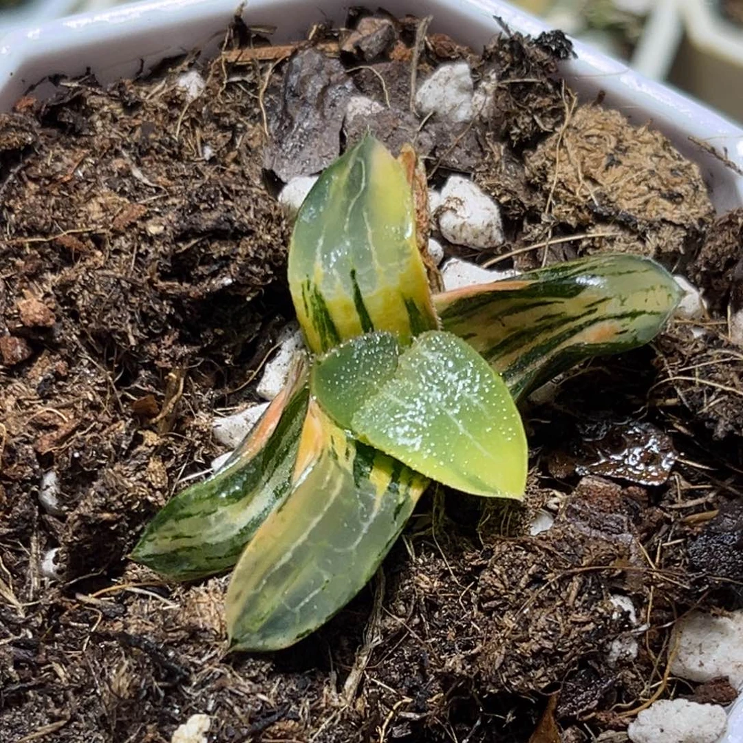 恭喜发财大吉大利0107冰河寿