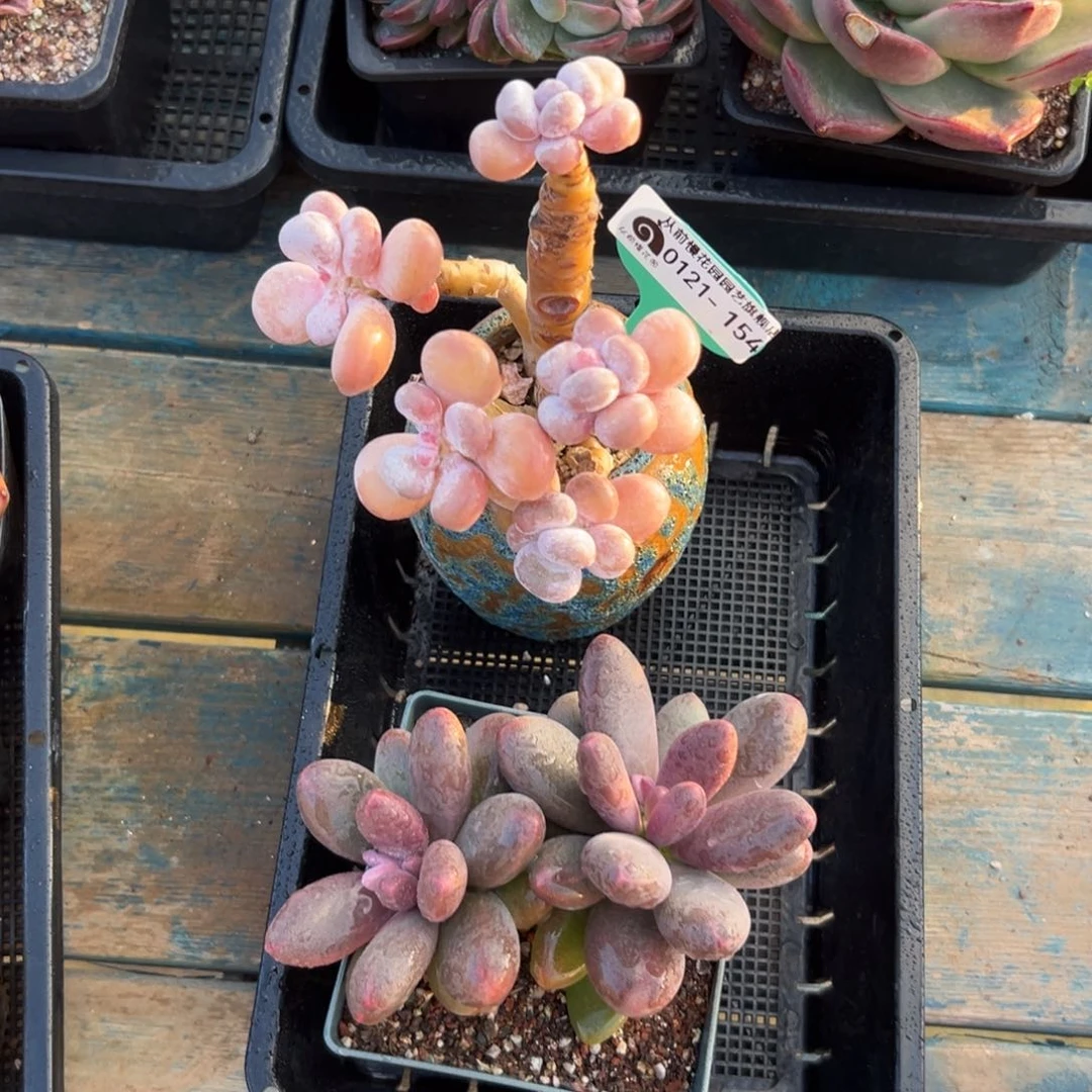 多肉编号0121-154