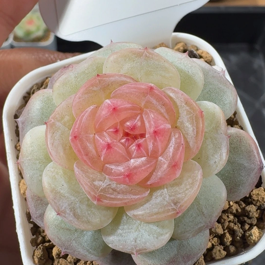 1122-03-芳草一单头