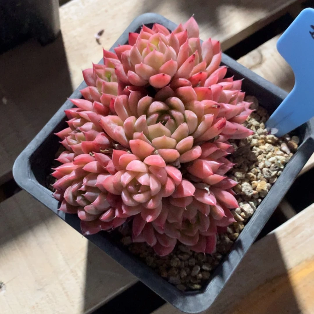 ?****？350124-17杂交