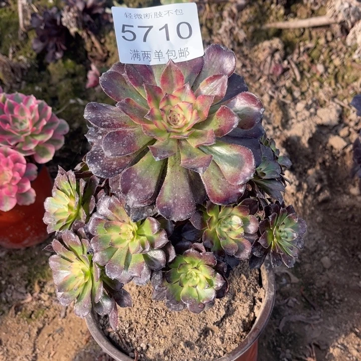 5710烟花的润多肉