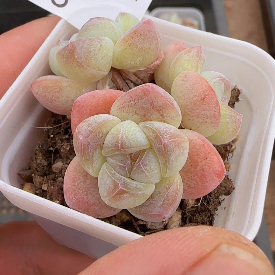 球***球三头糖心冰玉一颗脱土