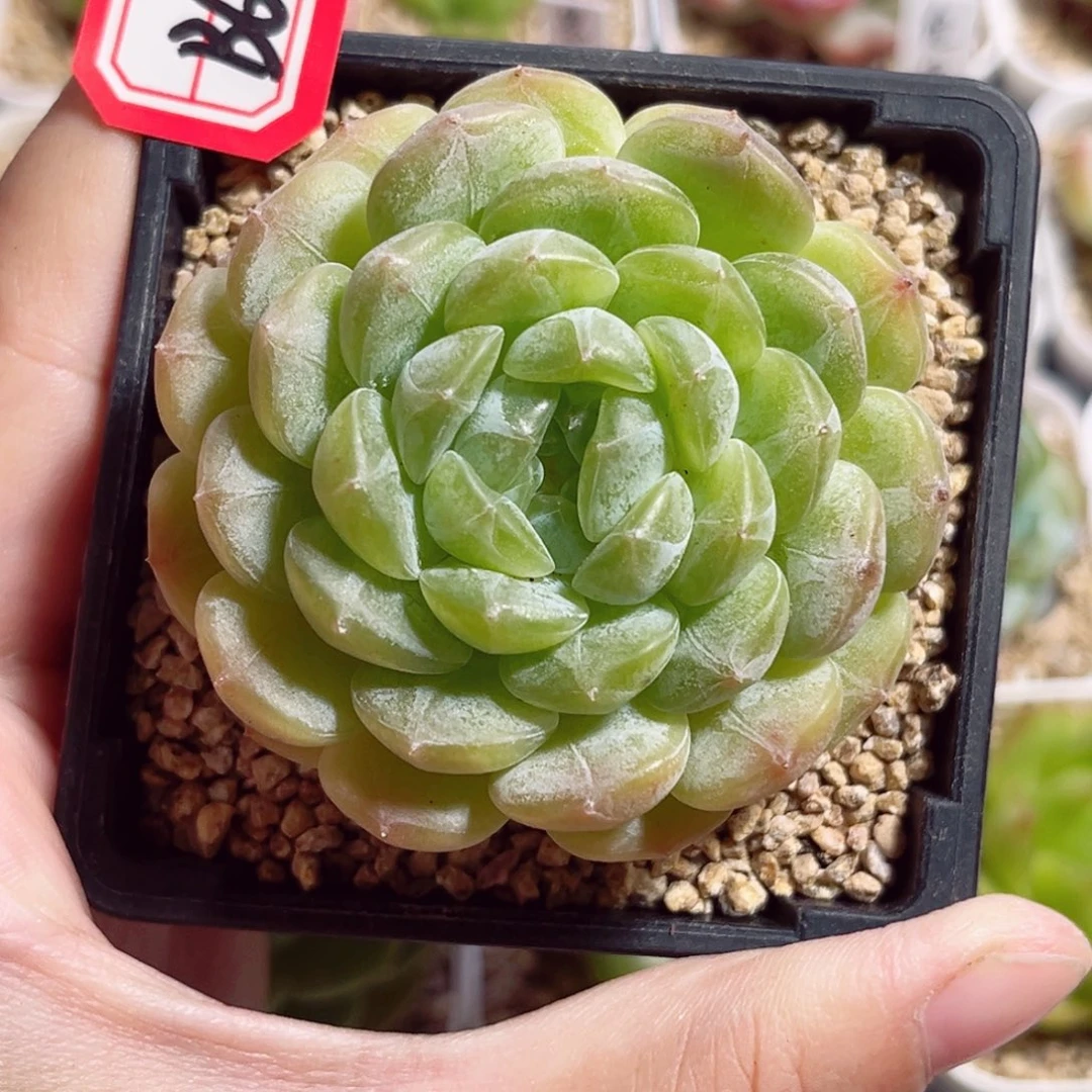 B672 一物一拍 彩恋