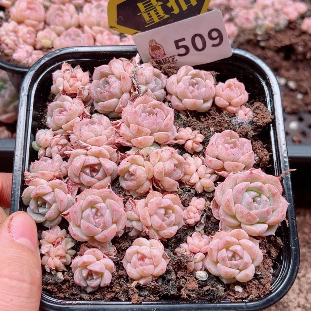 多肉植物多肉植物