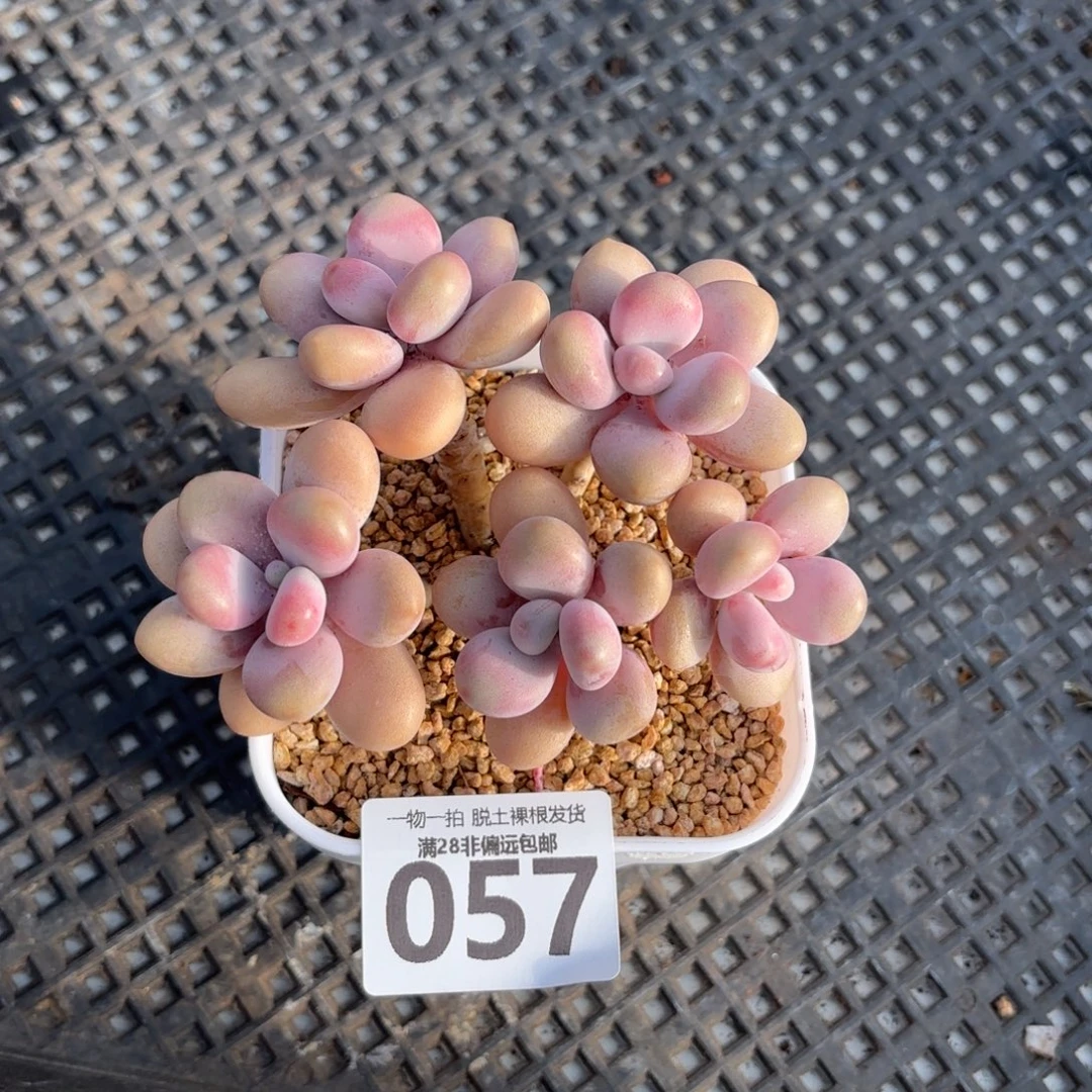 桃蛋老桩无盆土发货