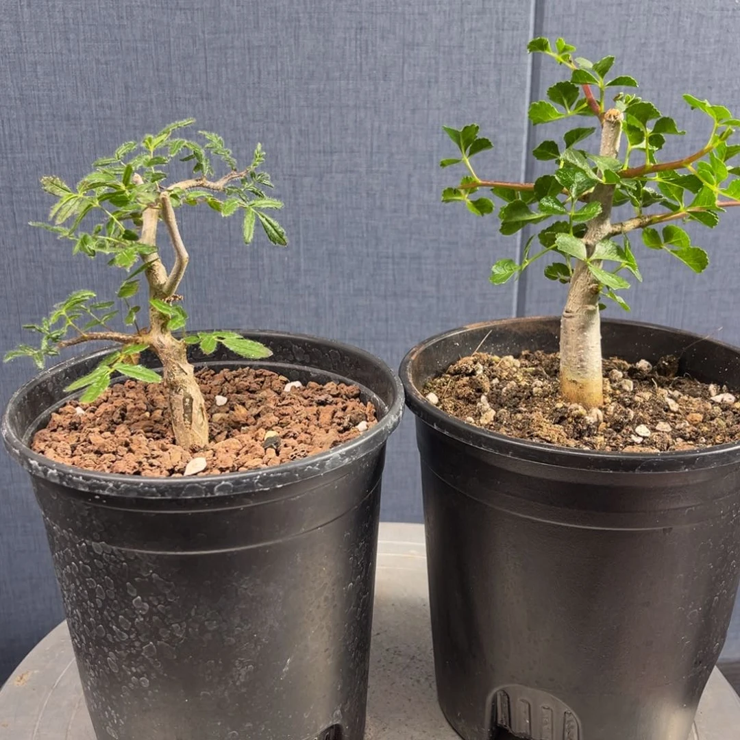 小****o滔天橄榄➕好望角