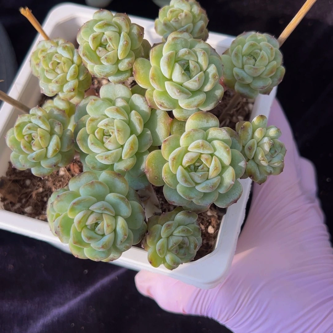 冰糖水晶 新年快乐