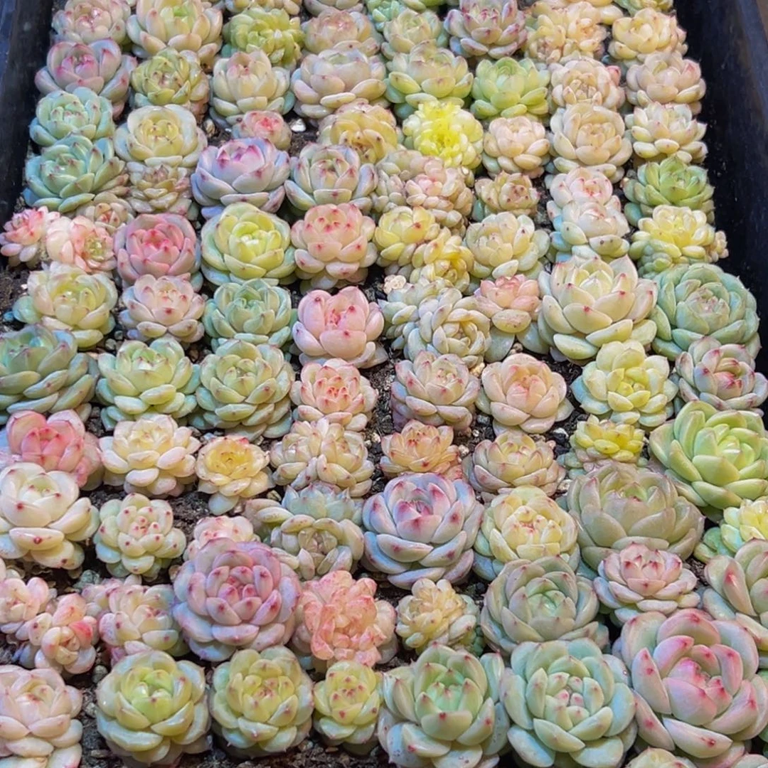 十***~306多肉葡萄的味道是真的很