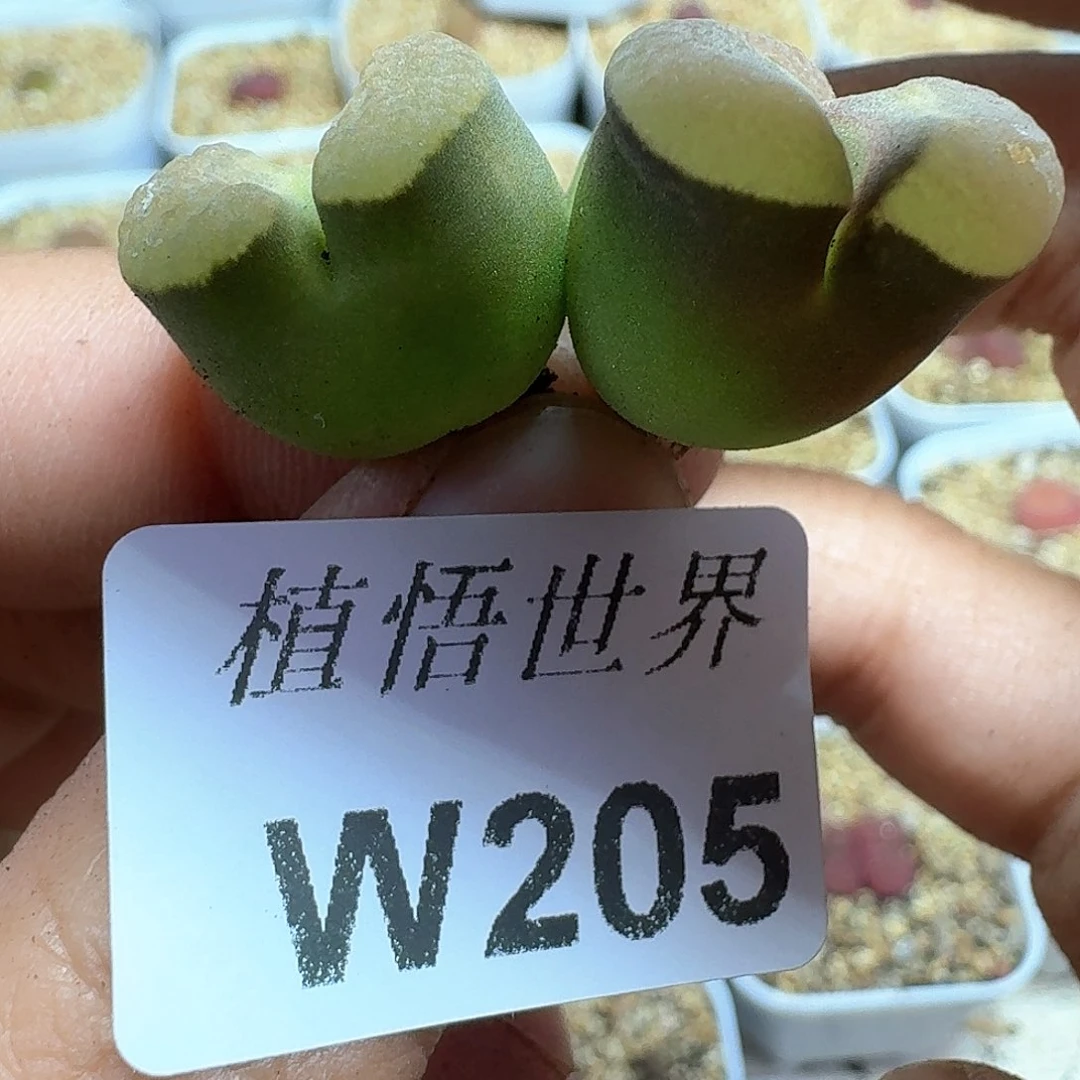 多肉植物的润泽额c