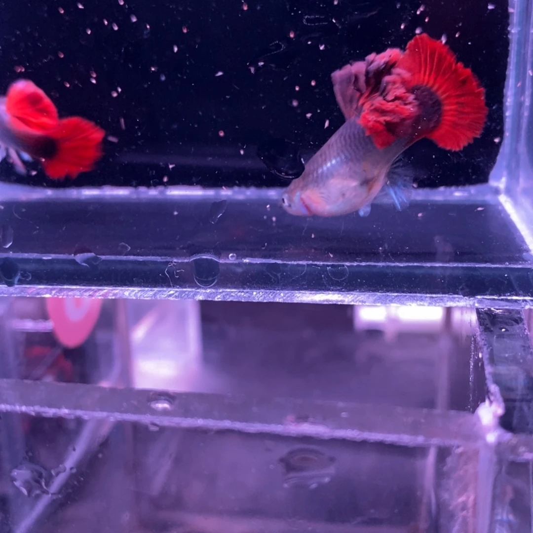 孔雀鱼菊花帆一对