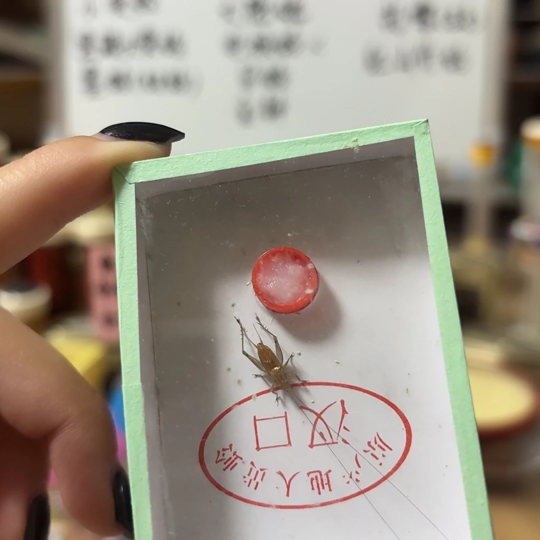 大黄野生不包断须尾