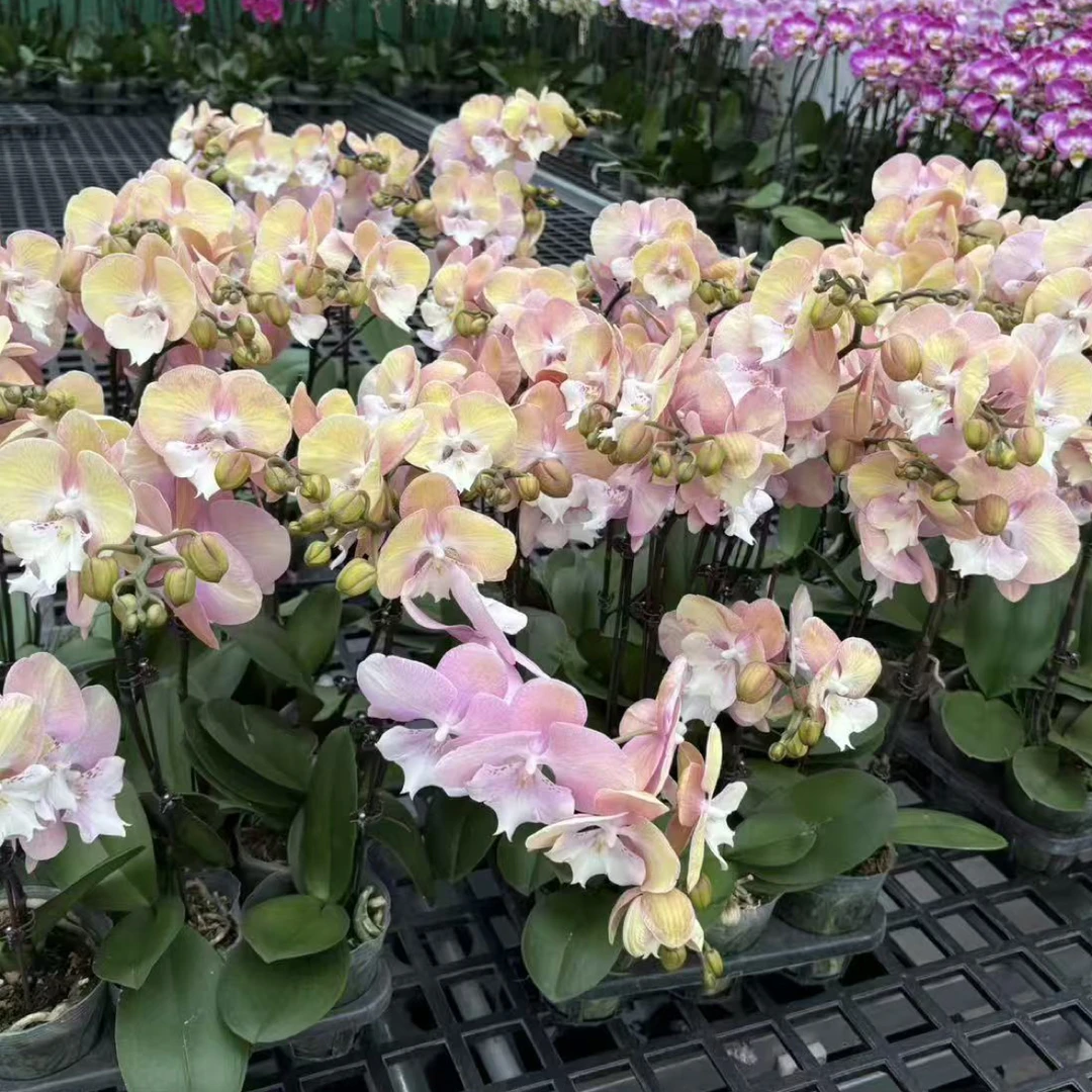 【只发新疆 新疆包邮】2颗彩虹独角兽蝴蝶兰，