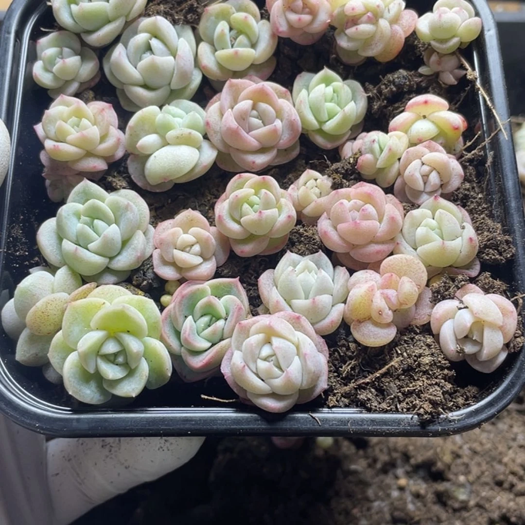 米*冰珍一物一拍156