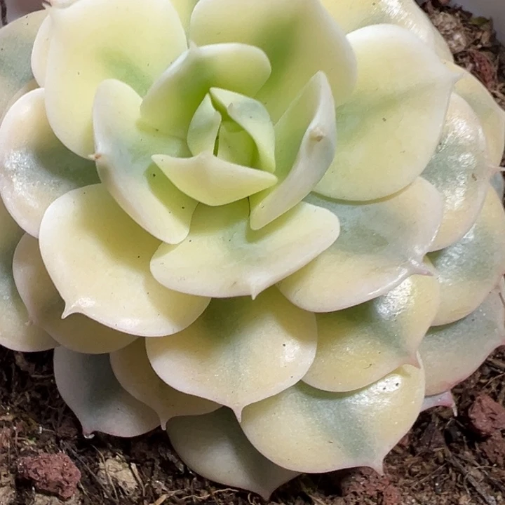 青钢锦多肉植物1809