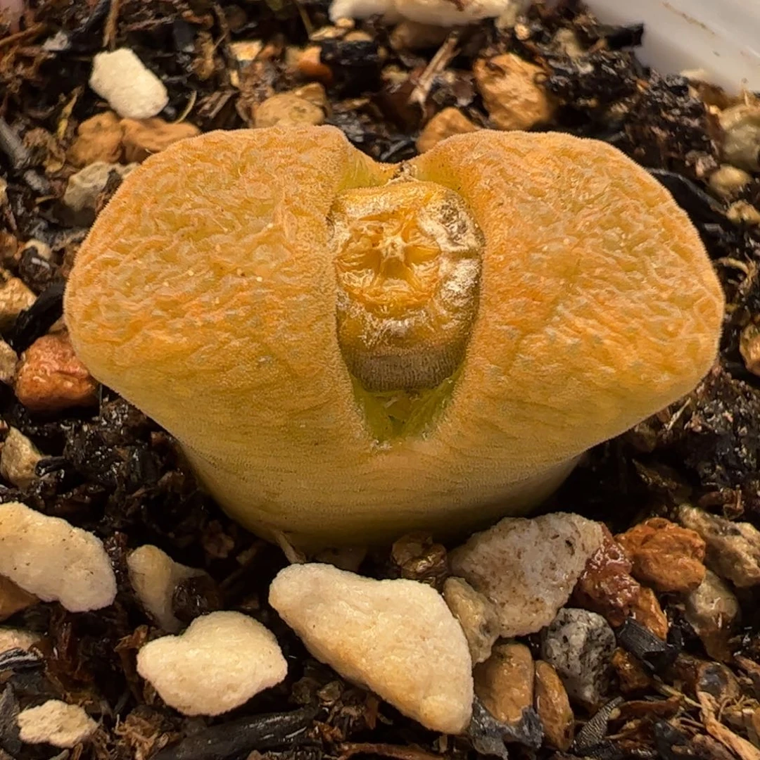 631多肉植物百科