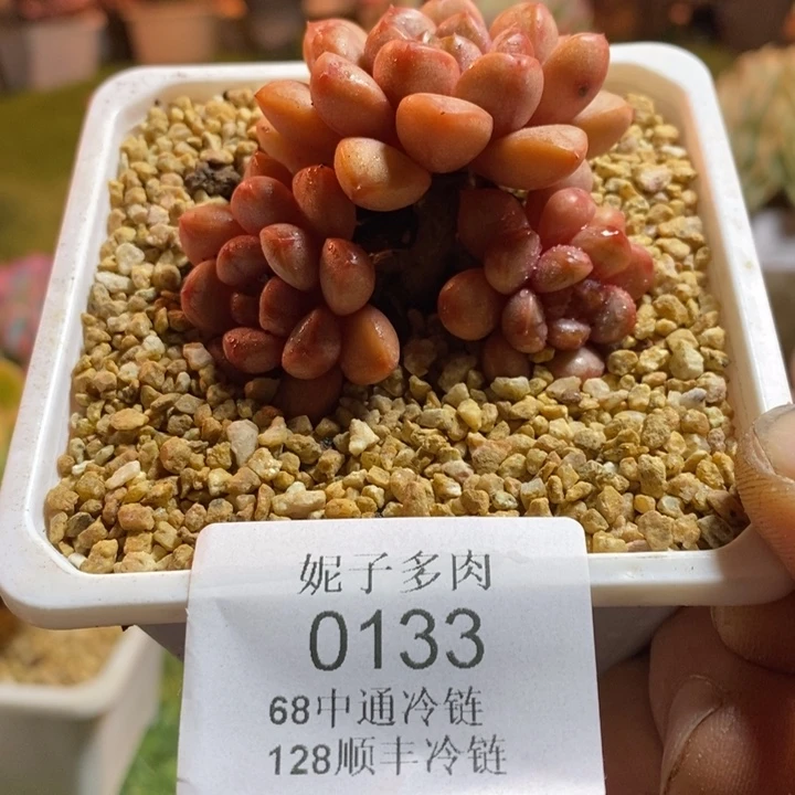 0133啊啊啊啊啊啊啊啊啊啊啊