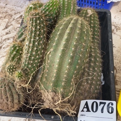 瑕疵毛花柱a 076