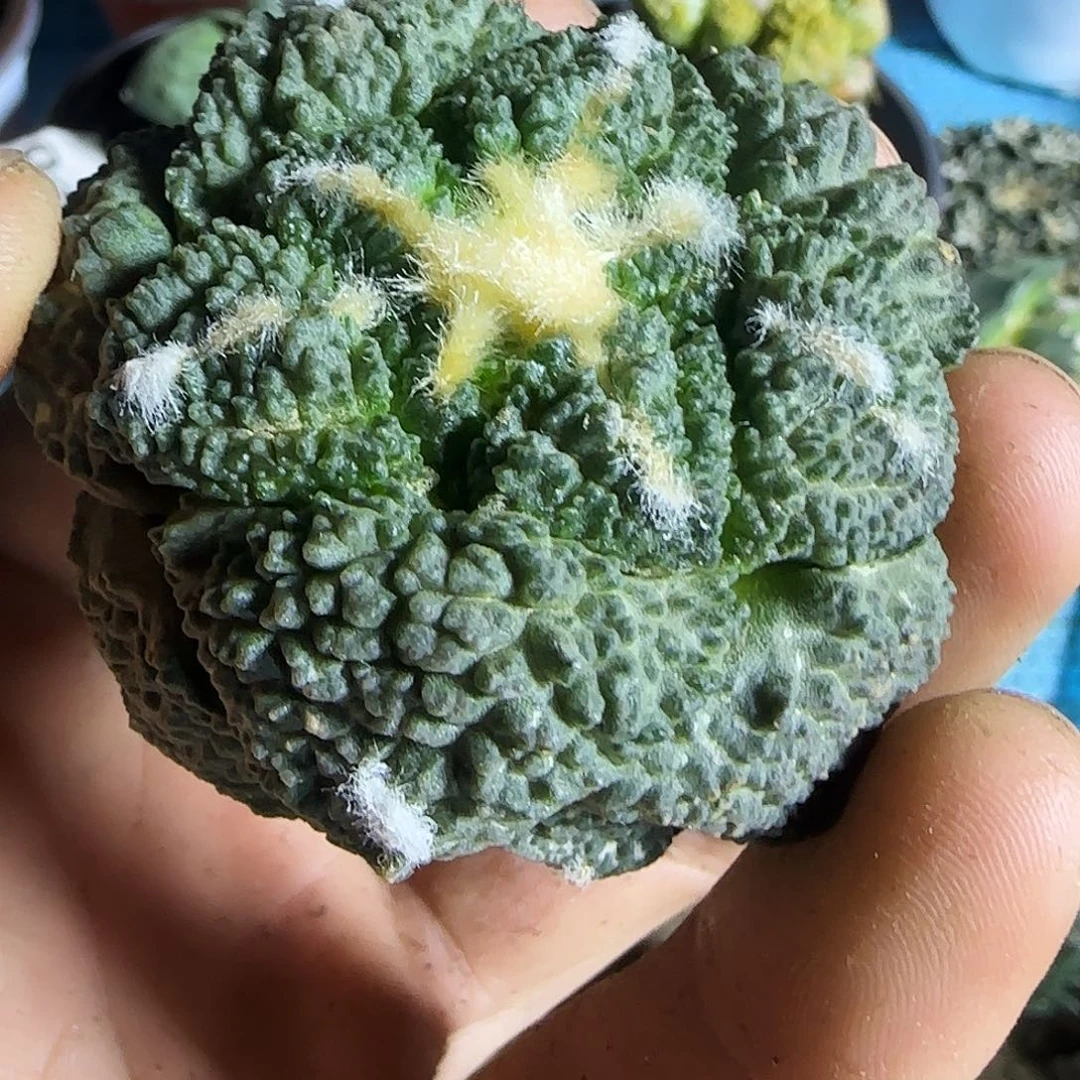 龟甲哥815仙人球开花