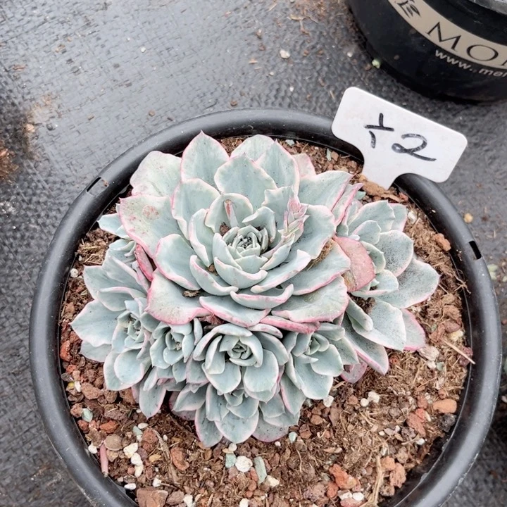 晨语多肉，一物一拍2