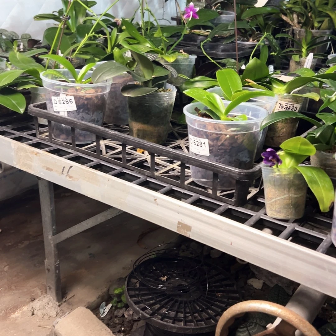 不开花植物西蕾丽S2苗