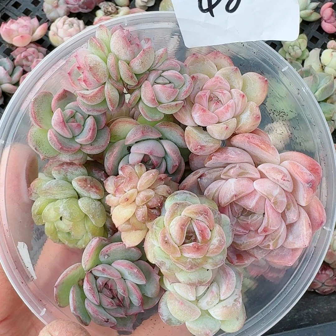 杂交新品珍妮多肉48