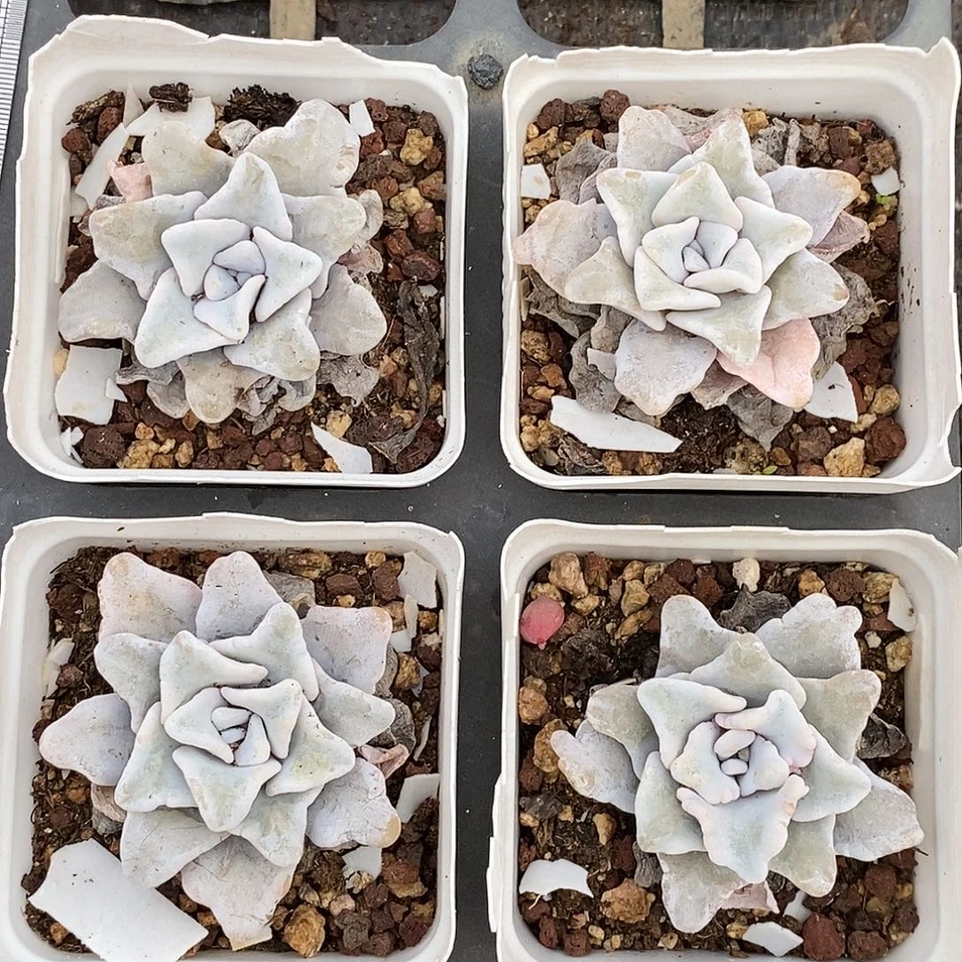 白饺子皮量拍满9.9包邮