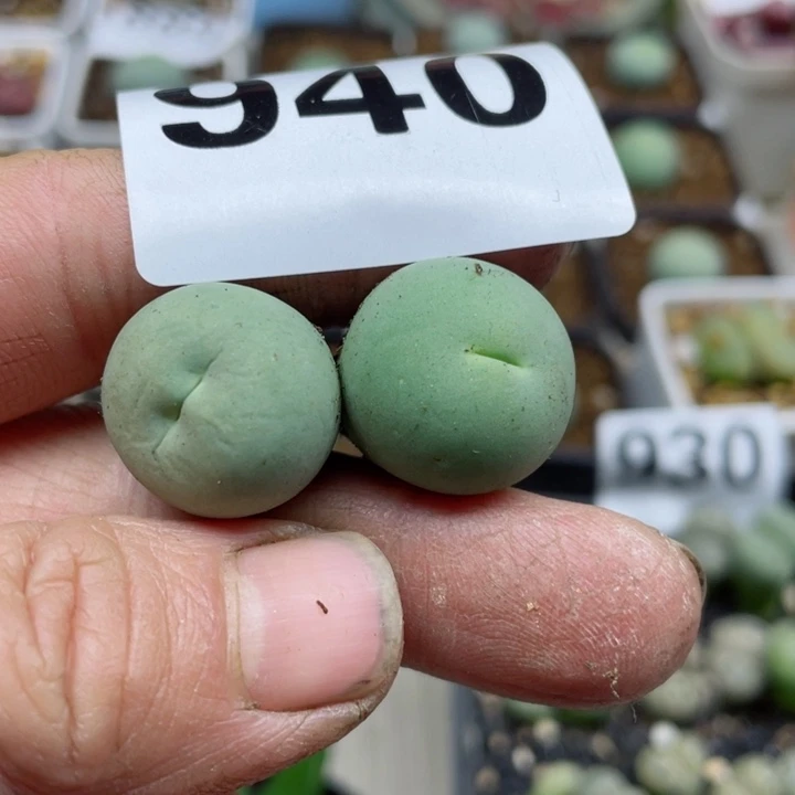 940零下拍保温鸽子蛋一颗