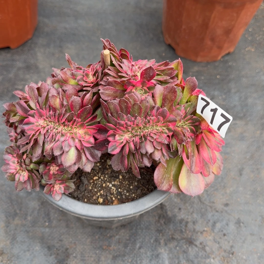 717多肉植物荔枝缀