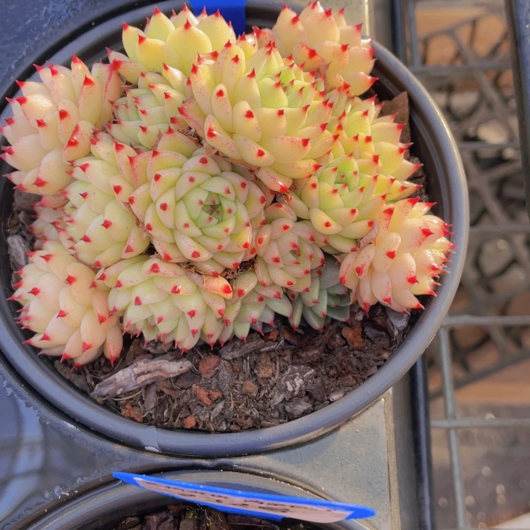 237号 油透珍妮麦秆大群一个