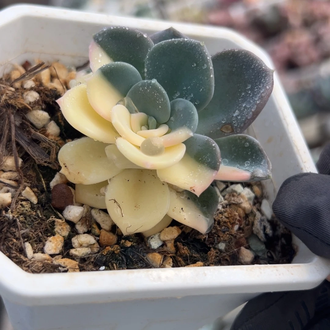 美尻阴阳脸，多肉植物